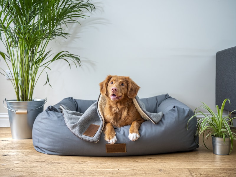 Orthopedic Calming Dog Bed - Anti-Anxiety Donut Cuddler with Plush Faux Fur - Machine Washable Self-Warming Pet Bed for Improved Sleep
